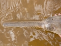Saw Shark