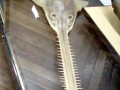 Saw Shark