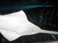 Saw Shark