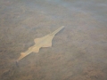 Saw Shark