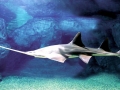 Saw Shark