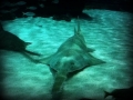 Saw Shark
