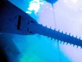 Saw Shark
