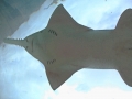 Saw Shark
