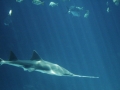 Saw Shark