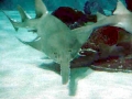 Saw Shark