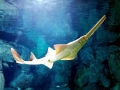 Saw Shark