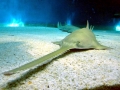 Saw Shark
