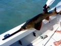 Saw Shark