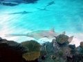 Saw Shark