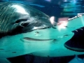 Saw Shark