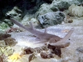 Saw Shark
