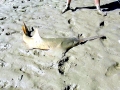 Saw Shark