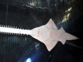 Saw Shark