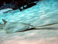 Saw Shark