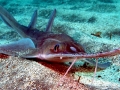 Saw Shark