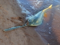 Saw Shark
