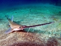 Saw Shark