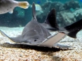 Saw Shark