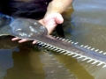 Saw Shark