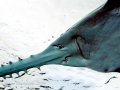 Saw Shark