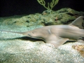 Saw Shark