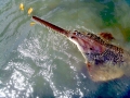Saw Shark