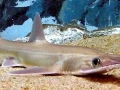 Saw Shark