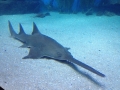 Saw Shark