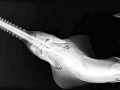 Saw Shark