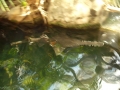 Saw Shark