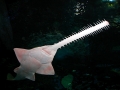 Saw Shark