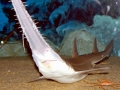 Saw Shark