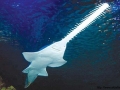 Saw Shark
