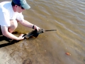 Saw Shark