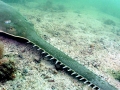 Saw Shark