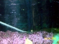 Saw Shark