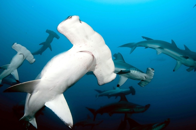 Scalloped Hammerhead Shark – 
