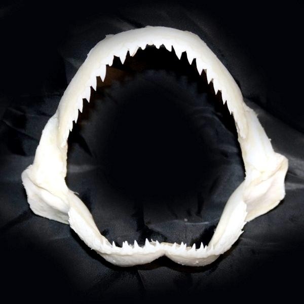 Scalloped Hammerhead Shark – 