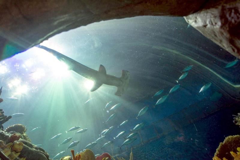 Scalloped Hammerhead Shark