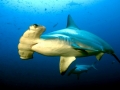 Scalloped Hammerhead Shark