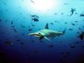 Scalloped Hammerhead Shark