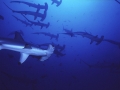 Scalloped Hammerhead Shark