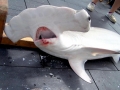 Scalloped Hammerhead Shark