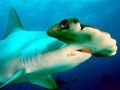 Scalloped Hammerhead Shark