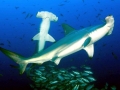 Scalloped Hammerhead Shark