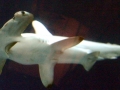 Scalloped Hammerhead Shark