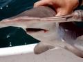 Scalloped Hammerhead Shark