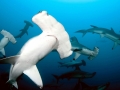 Scalloped Hammerhead Shark