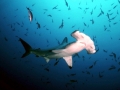 Scalloped Hammerhead Shark